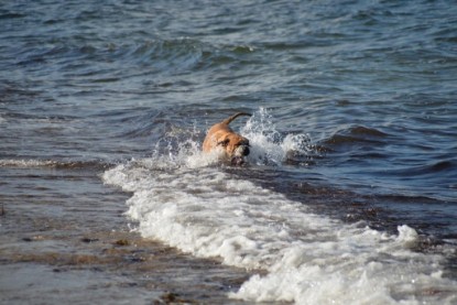 Continental Bulldogs Seeblickbulls Bilderalbum - Anton inne Ostsee