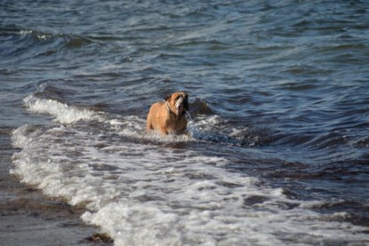 Continental Bulldogs Seeblickbulls Bilderalbum - Anton inne Ostsee