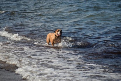 Continental Bulldogs Seeblickbulls Bilderalbum - Anton inne Ostsee