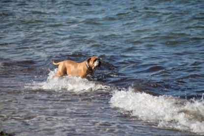 Continental Bulldogs Seeblickbulls Bilderalbum - Anton inne Ostsee