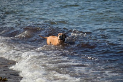 Continental Bulldogs Seeblickbulls Bilderalbum - Anton inne Ostsee