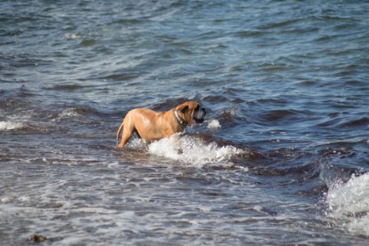 Continental Bulldogs Seeblickbulls Bilderalbum - Anton inne Ostsee