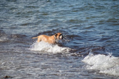 Continental Bulldogs Seeblickbulls Bilderalbum - Anton inne Ostsee