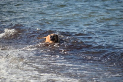 Continental Bulldogs Seeblickbulls Bilderalbum - Anton inne Ostsee