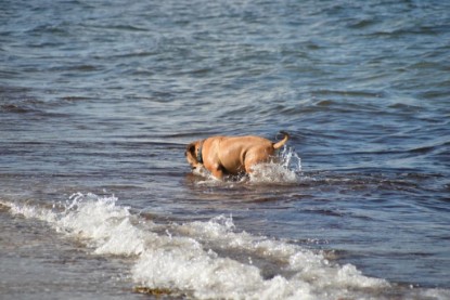 Continental Bulldogs Seeblickbulls Bilderalbum - Anton inne Ostsee