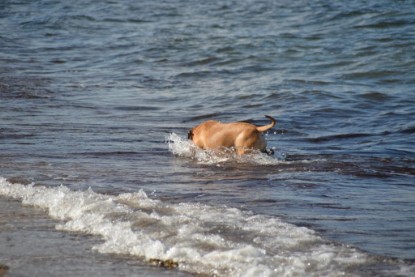 Continental Bulldogs Seeblickbulls Bilderalbum - Anton inne Ostsee