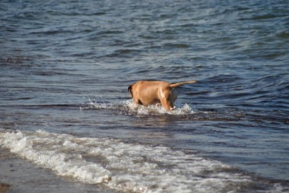 Continental Bulldogs Seeblickbulls Bilderalbum - Anton inne Ostsee