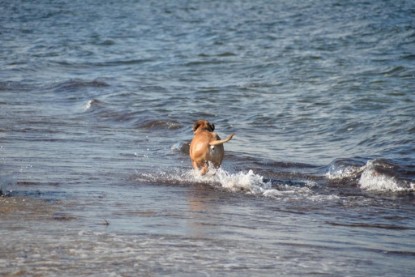 Continental Bulldogs Seeblickbulls Bilderalbum - Anton inne Ostsee