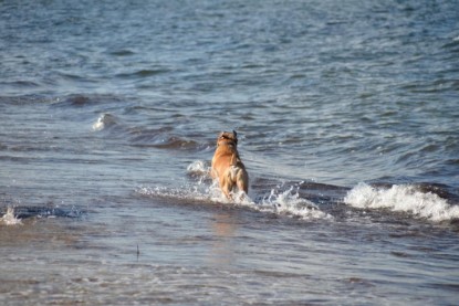 Continental Bulldogs Seeblickbulls Bilderalbum - Anton inne Ostsee