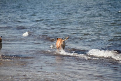 Continental Bulldogs Seeblickbulls Bilderalbum - Anton inne Ostsee