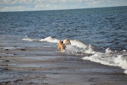 Continental Bulldogs Seeblickbulls Bilderalbum - Anton inne Ostsee