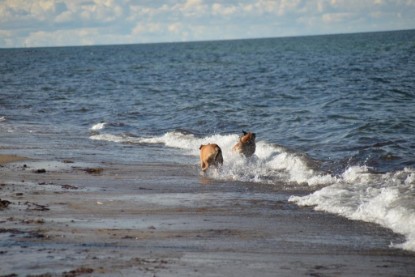 Continental Bulldogs Seeblickbulls Bilderalbum - Anton inne Ostsee