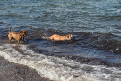 Continental Bulldogs Seeblickbulls Bilderalbum - Anton inne Ostsee