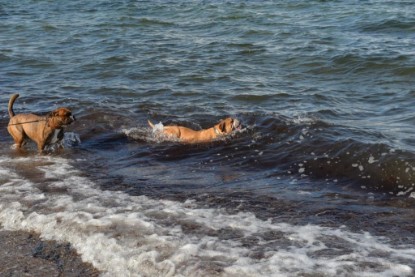 Continental Bulldogs Seeblickbulls Bilderalbum - Anton inne Ostsee