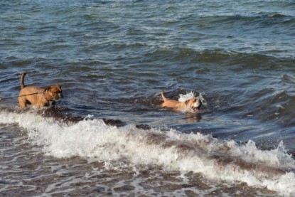 Continental Bulldogs Seeblickbulls Bilderalbum - Anton inne Ostsee