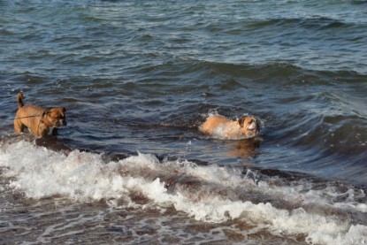 Continental Bulldogs Seeblickbulls Bilderalbum - Anton inne Ostsee