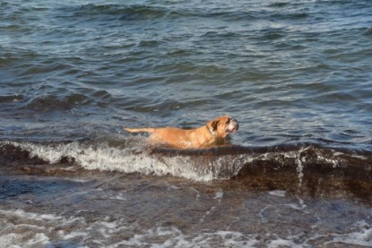 Continental Bulldogs Seeblickbulls Bilderalbum - Anton inne Ostsee