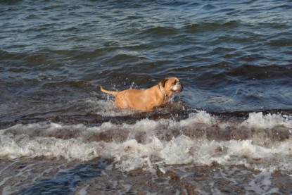 Continental Bulldogs Seeblickbulls Bilderalbum - Anton inne Ostsee