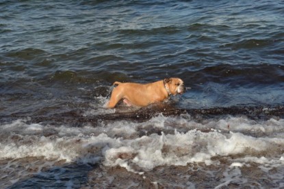 Continental Bulldogs Seeblickbulls Bilderalbum - Anton inne Ostsee