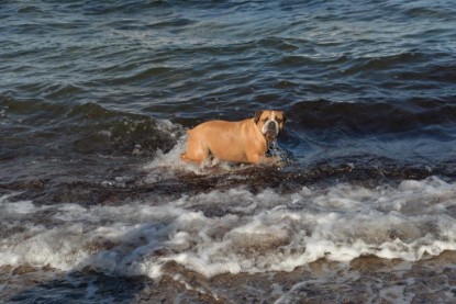 Continental Bulldogs Seeblickbulls Bilderalbum - Anton inne Ostsee