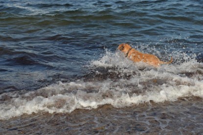 Continental Bulldogs Seeblickbulls Bilderalbum - Anton inne Ostsee