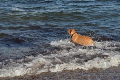 Continental Bulldogs Seeblickbulls Bilderalbum - Anton inne Ostsee