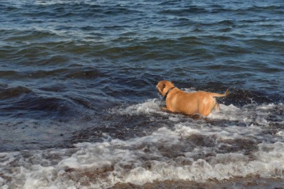 Continental Bulldogs Seeblickbulls Bilderalbum - Anton inne Ostsee