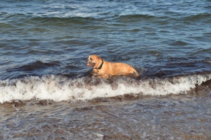 Continental Bulldogs Seeblickbulls Bilderalbum - Anton inne Ostsee