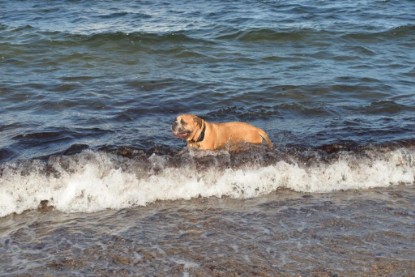 Continental Bulldogs Seeblickbulls Bilderalbum - Anton inne Ostsee