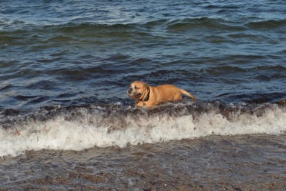 Continental Bulldogs Seeblickbulls Bilderalbum - Anton inne Ostsee