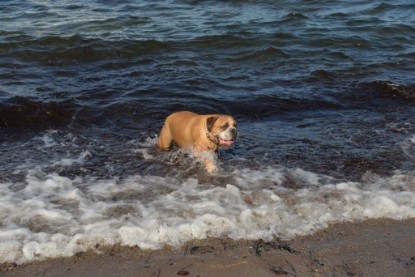 Continental Bulldogs Seeblickbulls Bilderalbum - Anton inne Ostsee