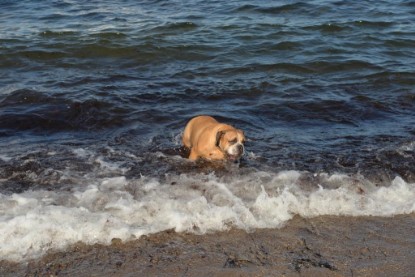 Continental Bulldogs Seeblickbulls Bilderalbum - Anton inne Ostsee