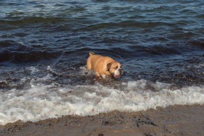 Continental Bulldogs Seeblickbulls Bilderalbum - Anton inne Ostsee