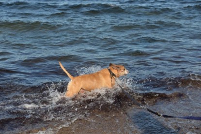 Continental Bulldogs Seeblickbulls Bilderalbum - Anton inne Ostsee