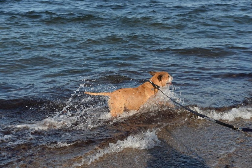 Continental Bulldogs Seeblickbulls Bilderalbum - Anton inne Ostsee