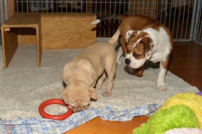 Continental Bulldogs Seeblickbulls Bilderalbum - Cora Lee