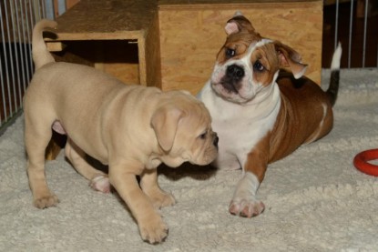 Continental Bulldogs Seeblickbulls Bilderalbum - Cora Lee