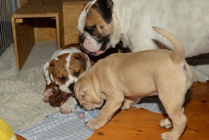 Continental Bulldogs Seeblickbulls Bilderalbum - Cora Lee