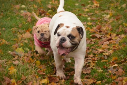 Continental Bulldogs Seeblickbulls Bilderalbum - Cora Lee