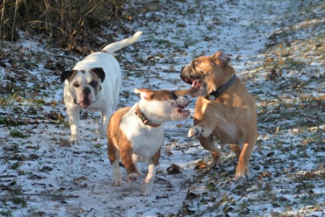 Continental Bulldogs Seeblickbulls Bilderalbum - Ausflug am 5. Januar 2017