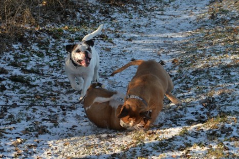 Continental Bulldogs Seeblickbulls Bilderalbum - Ausflug am 5. Januar 2017