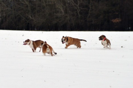 Continental Bulldogs Seeblickbulls Bilderalbum- Ausflug mit Fiete und Jo Paule