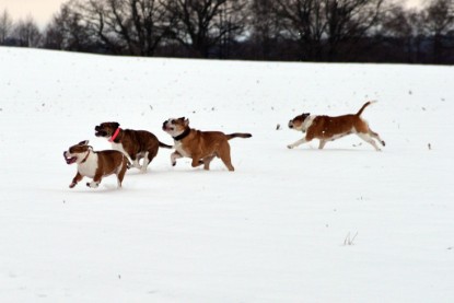 Continental Bulldogs Seeblickbulls Bilderalbum- Ausflug mit Fiete und Jo Paule