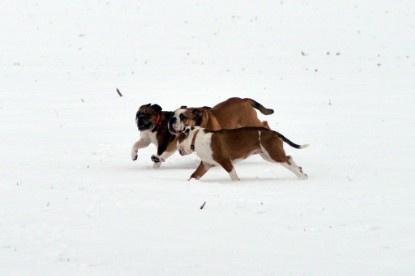 Continental Bulldogs Seeblickbulls Bilderalbum- Ausflug mit Fiete und Jo Paule