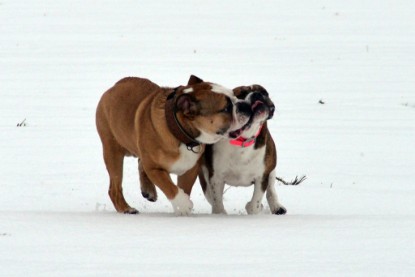 Continental Bulldogs Seeblickbulls Bilderalbum- Ausflug mit Fiete und Jo Paule