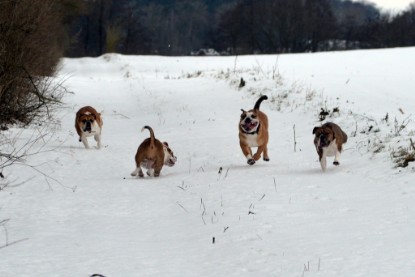 Continental Bulldogs Seeblickbulls Bilderalbum- Ausflug mit Fiete und Jo Paule