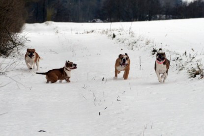 Continental Bulldogs Seeblickbulls Bilderalbum- Ausflug mit Fiete und Jo Paule