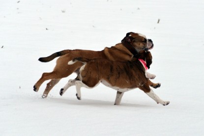 Continental Bulldogs Seeblickbulls Bilderalbum- Ausflug mit Fiete und Jo Paule