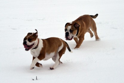 Continental Bulldogs Seeblickbulls Bilderalbum- Ausflug mit Fiete und Jo Paule