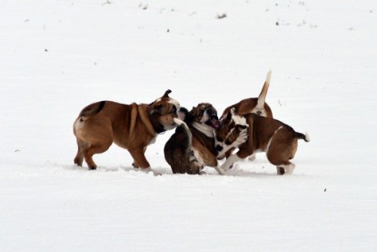 Continental Bulldogs Seeblickbulls Bilderalbum- Ausflug mit Fiete und Jo Paule